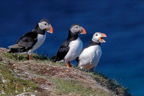 Vogelwelt nördlich des Polarkreises